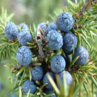 Juniperberry oil (Juniperus communis)