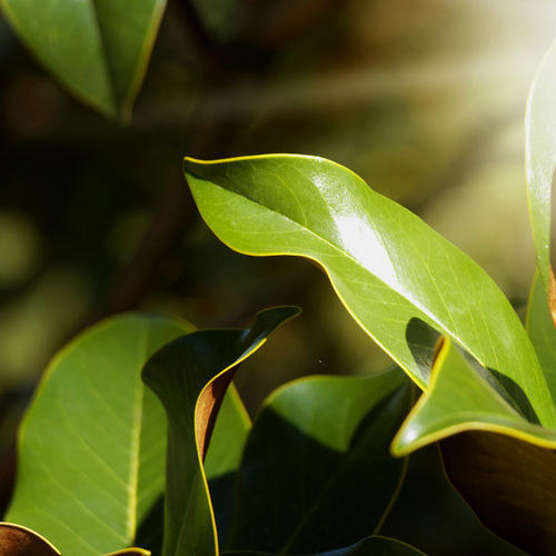 Clove Leaf Oil Pure