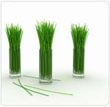 Lemon Grass Oil