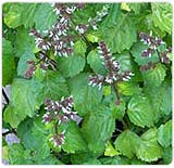 Freshly Distilled Patchouli Oil