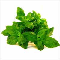 Basil Oil