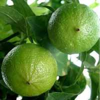 Bergamot oil (Citrus Bergamia) 