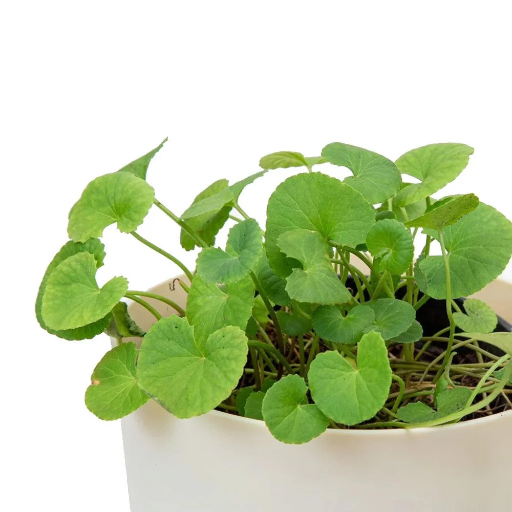 Brahmi Essential Oil