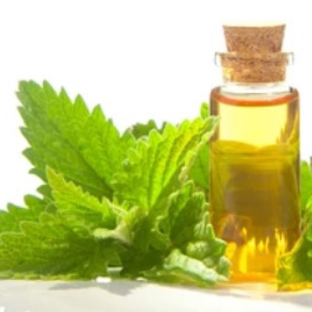 Catnip Essential Oil