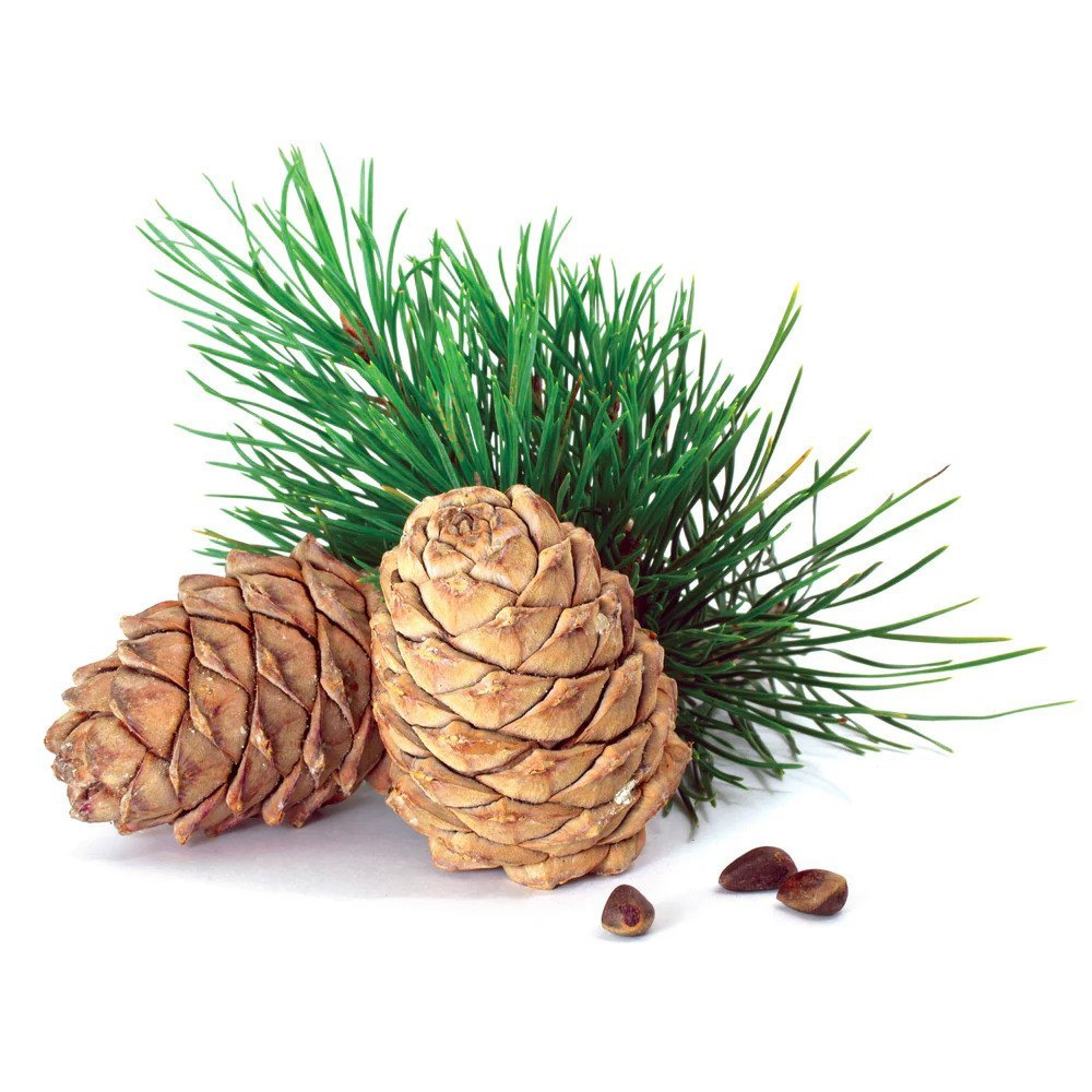 Cedar Wood Essential Oil