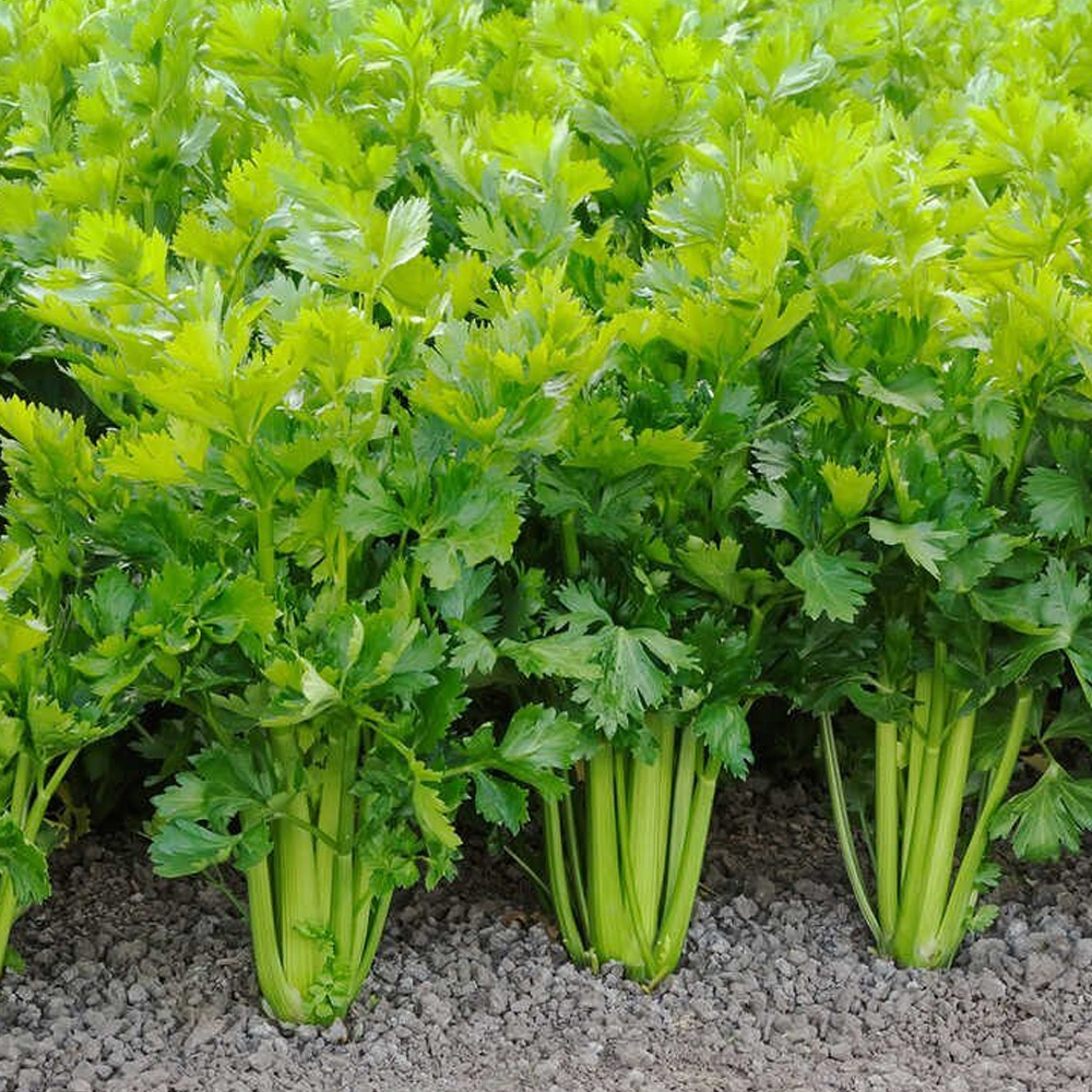 Celery Seed Essential Oil
