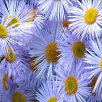 Blue Chamomile Oil - High Grade