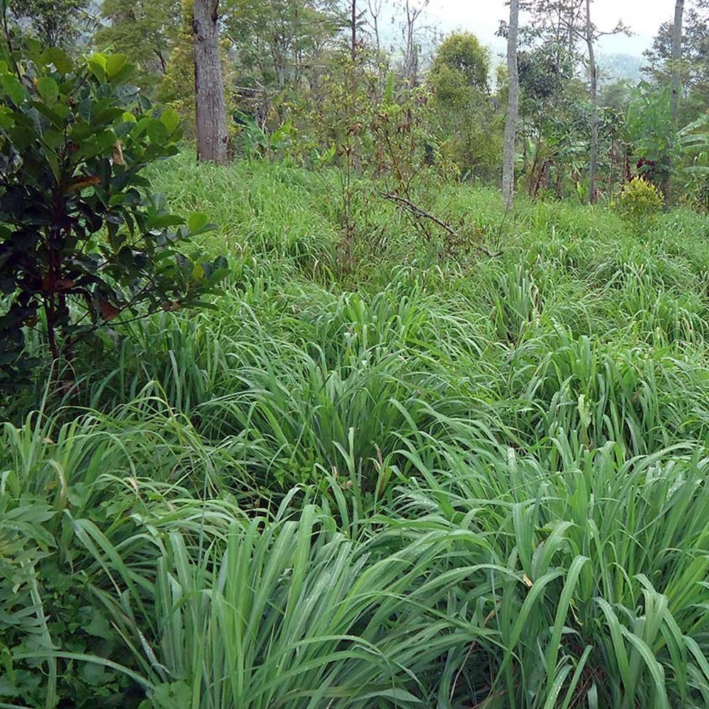 Citronella Essential Oil (Java)