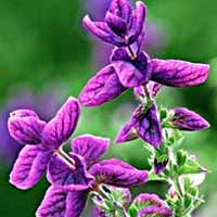 Clary Sage Oil (Salvia Sclarea)