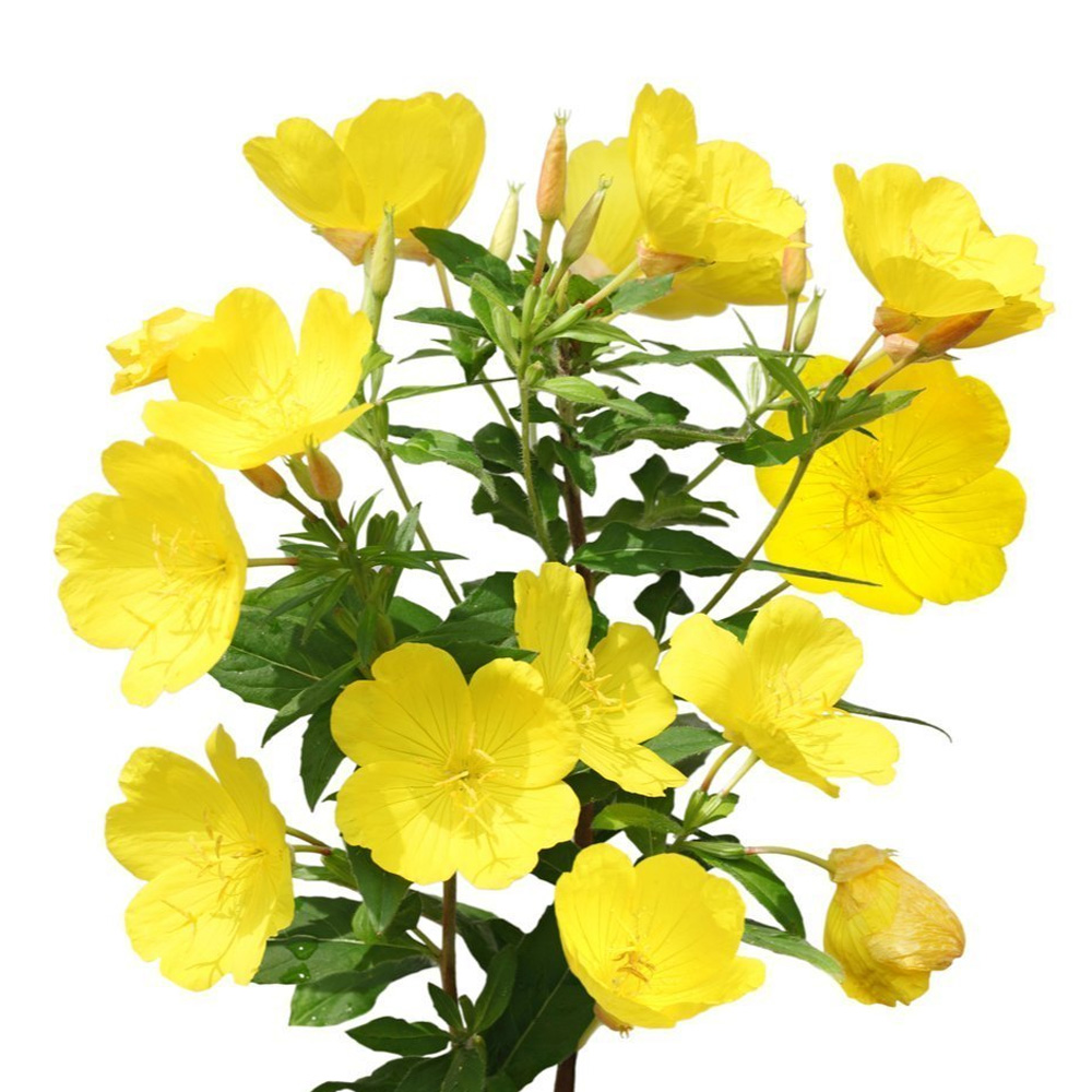 Evening Primrose Oil