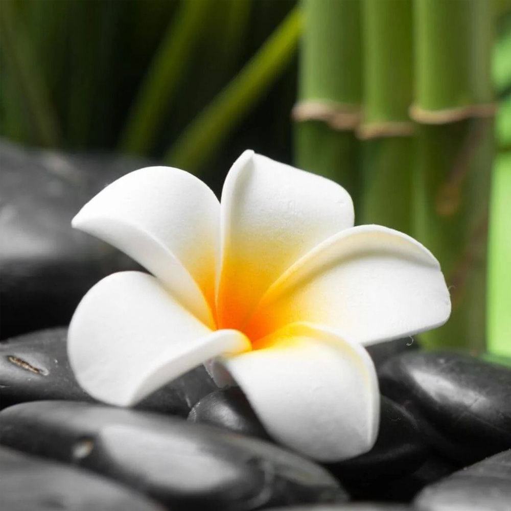 Frangipani Absolute