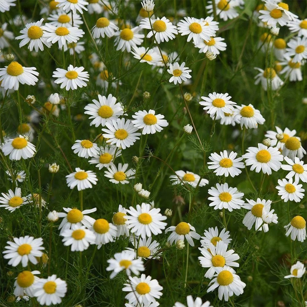 German Chamomile Blue Essential Oil