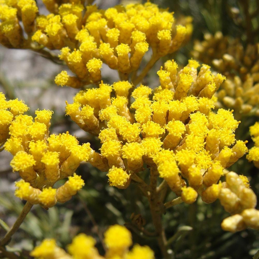 Helichrysum Essential Oil