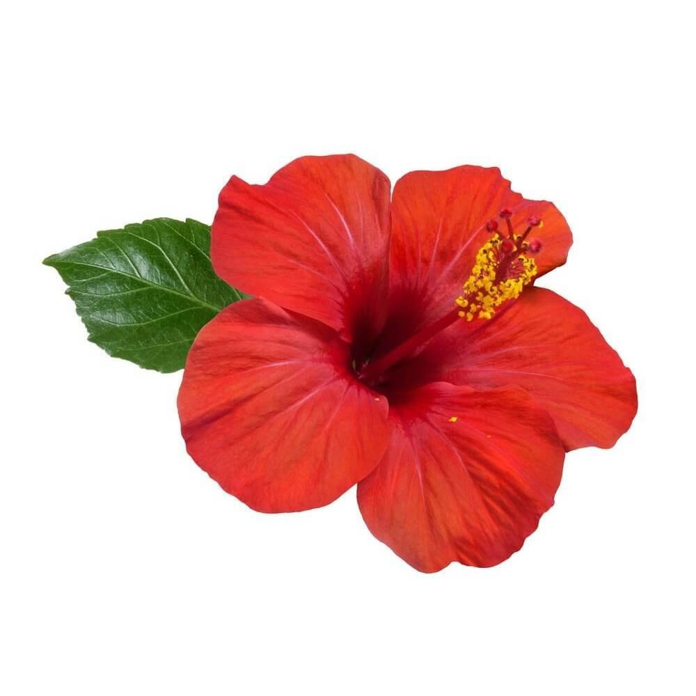 Hibiscus Essential Oil