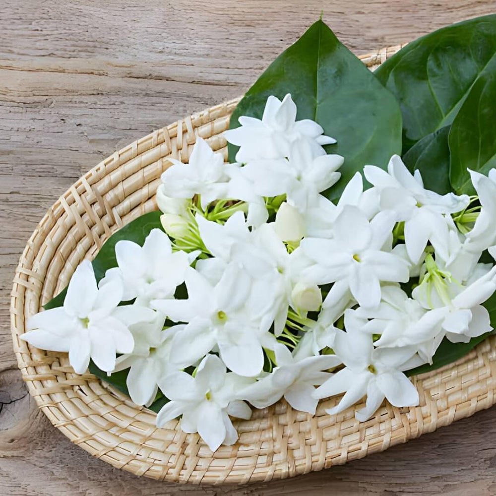 Jasmine Grandiflorum Absolute