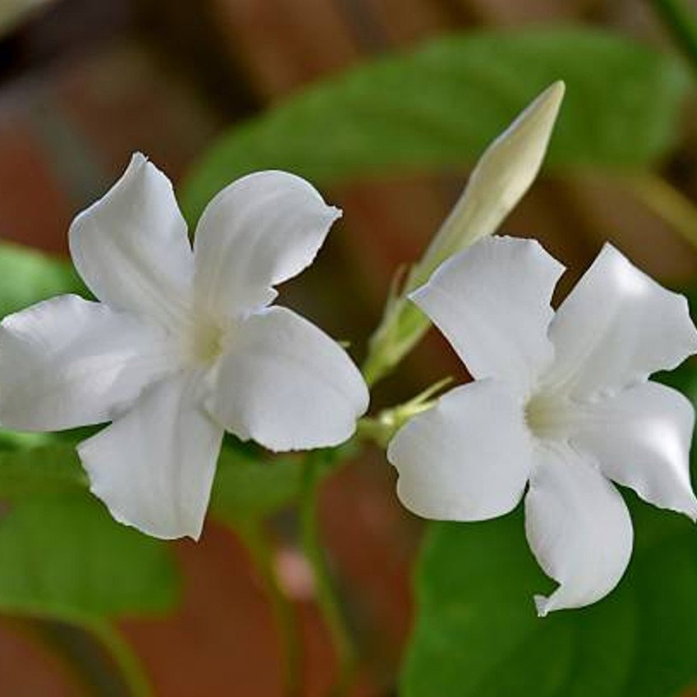 Jasmine Grandiflorum Absolute