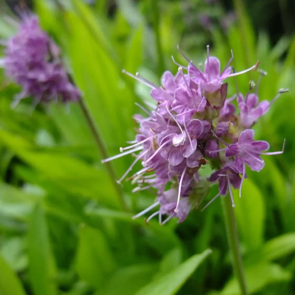 Jatamansi Essential Oil