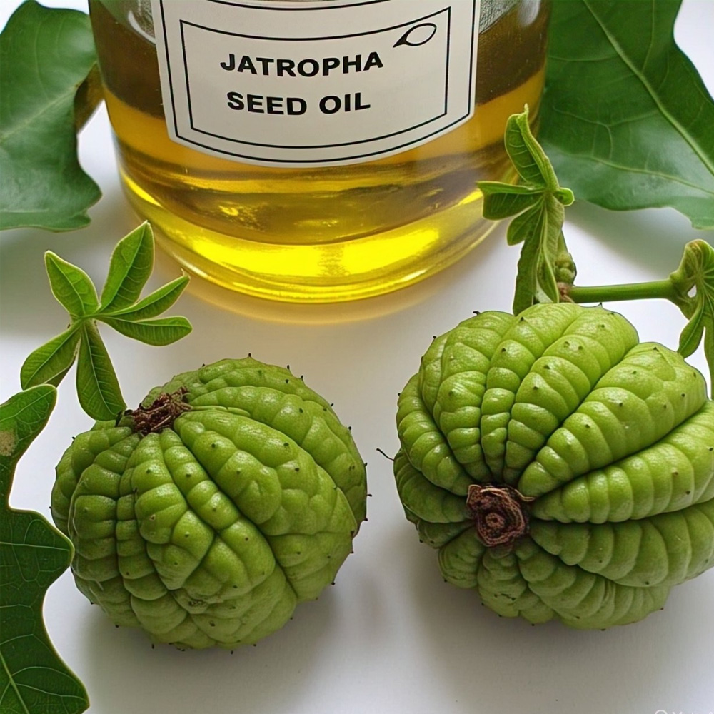 Jatropha Oil