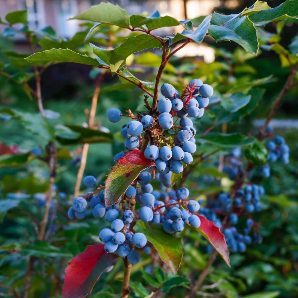 Juniperberry Essential Oil