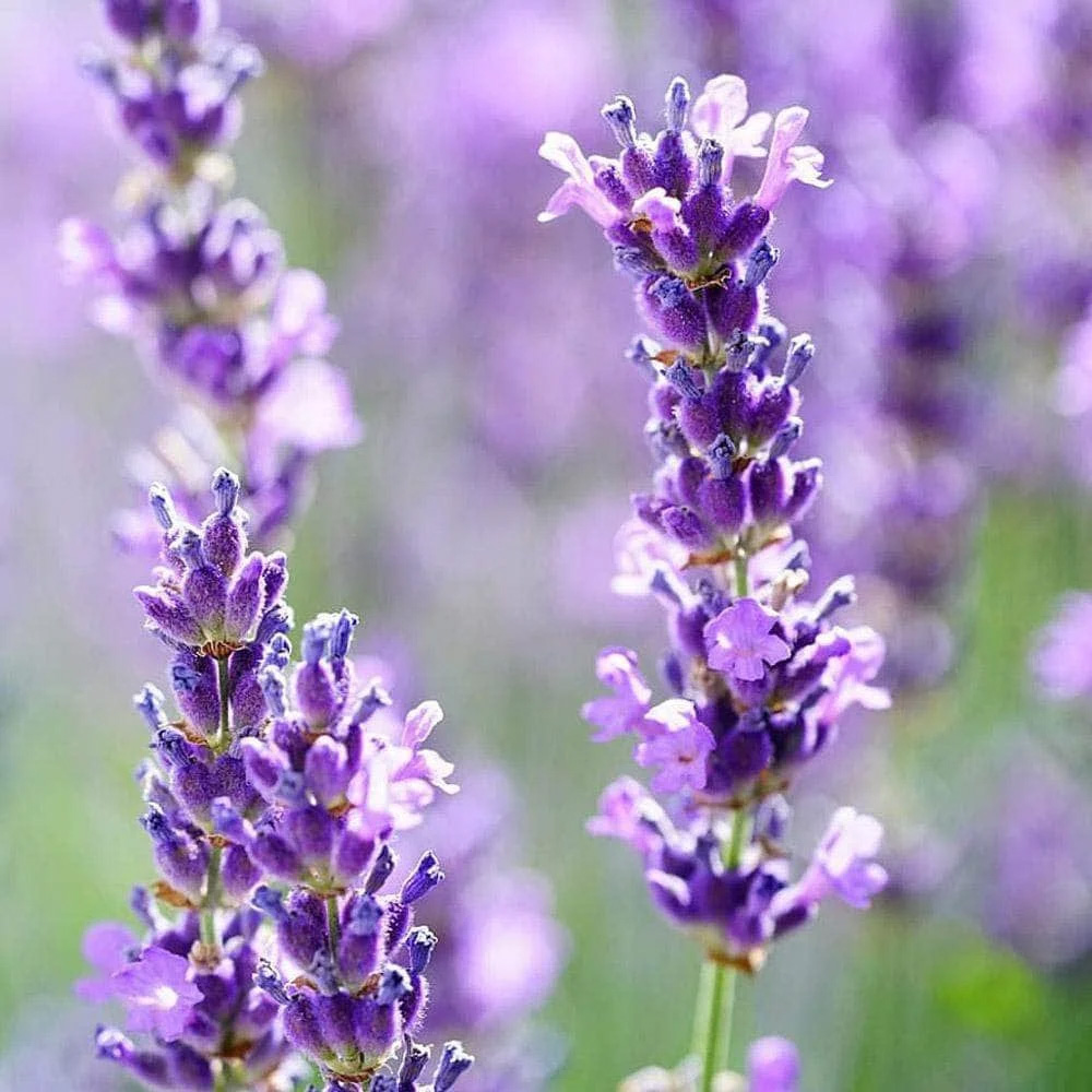 Lavender Essential Oil (Bulgarian)