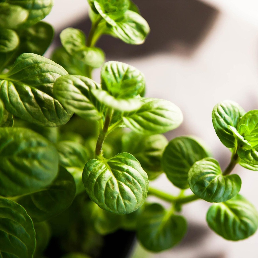 Marjoram Essential Oil