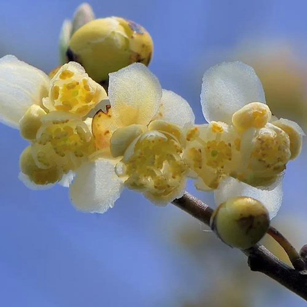 May Chang Essential Oil