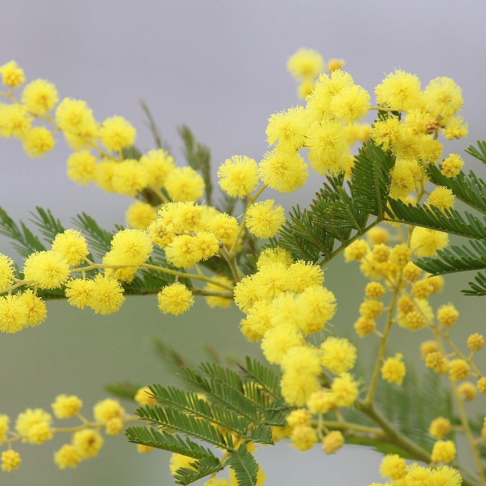 Mimosa Absolute