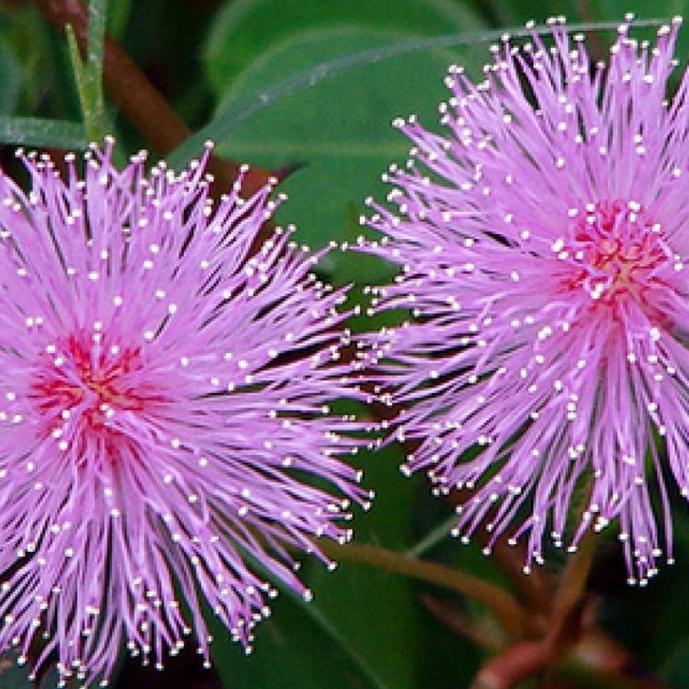 Mimosa Absolute