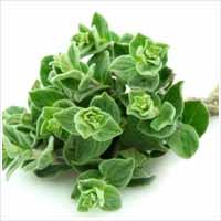 Oregano Oil (Origanum vulgare)