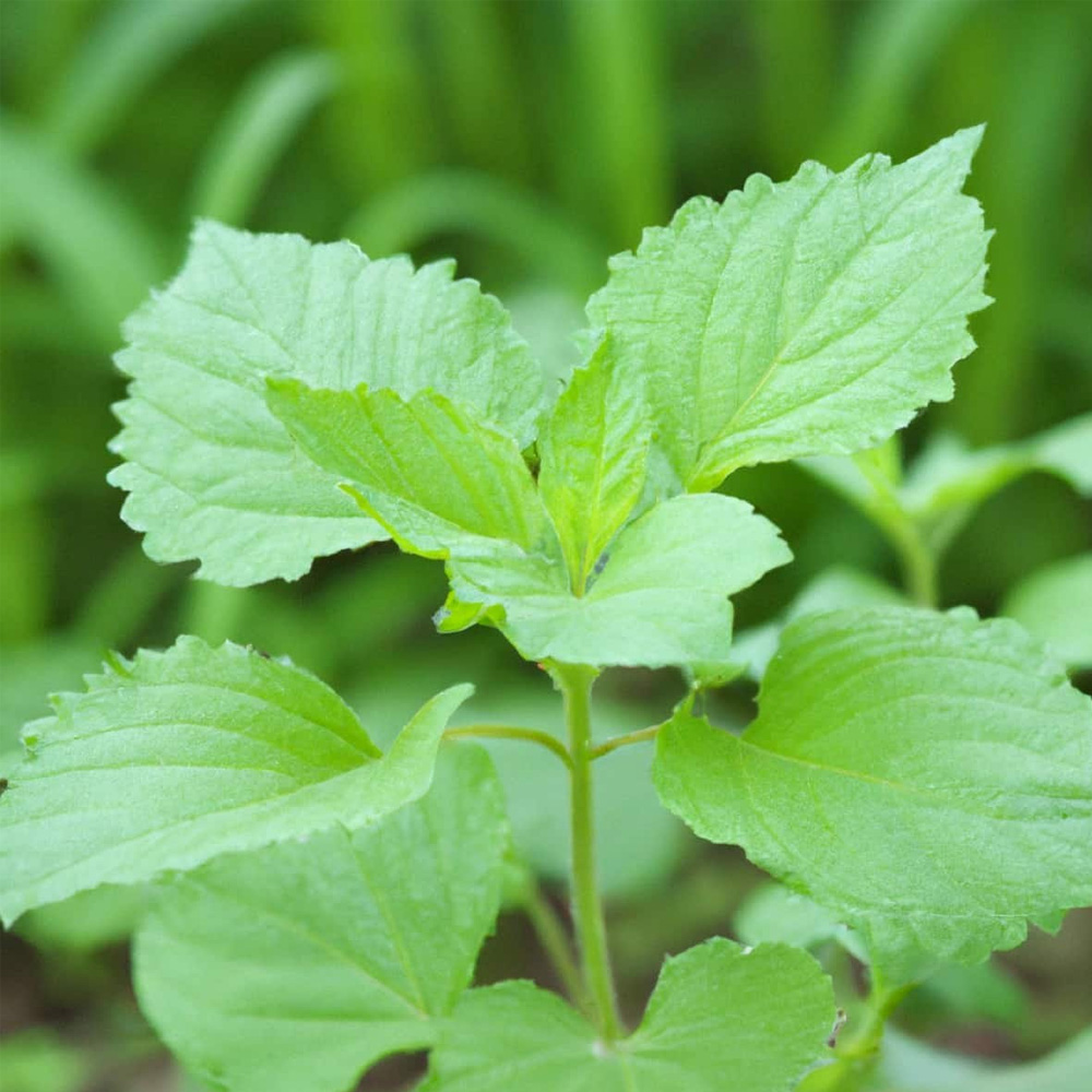 Patchouli Essential Oil