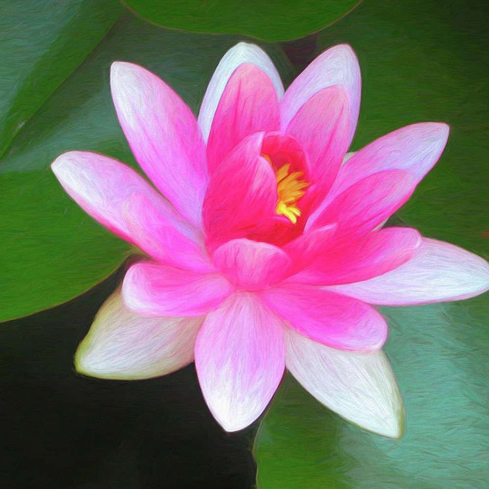 Pink Lotus Absolute