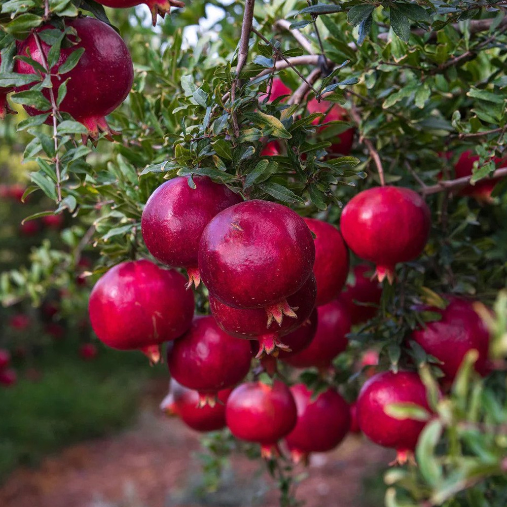 Pomegranate Oil