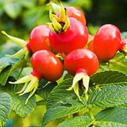 Rose hip oil (Rosa moschata)