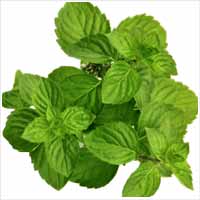 Spearmint Oil