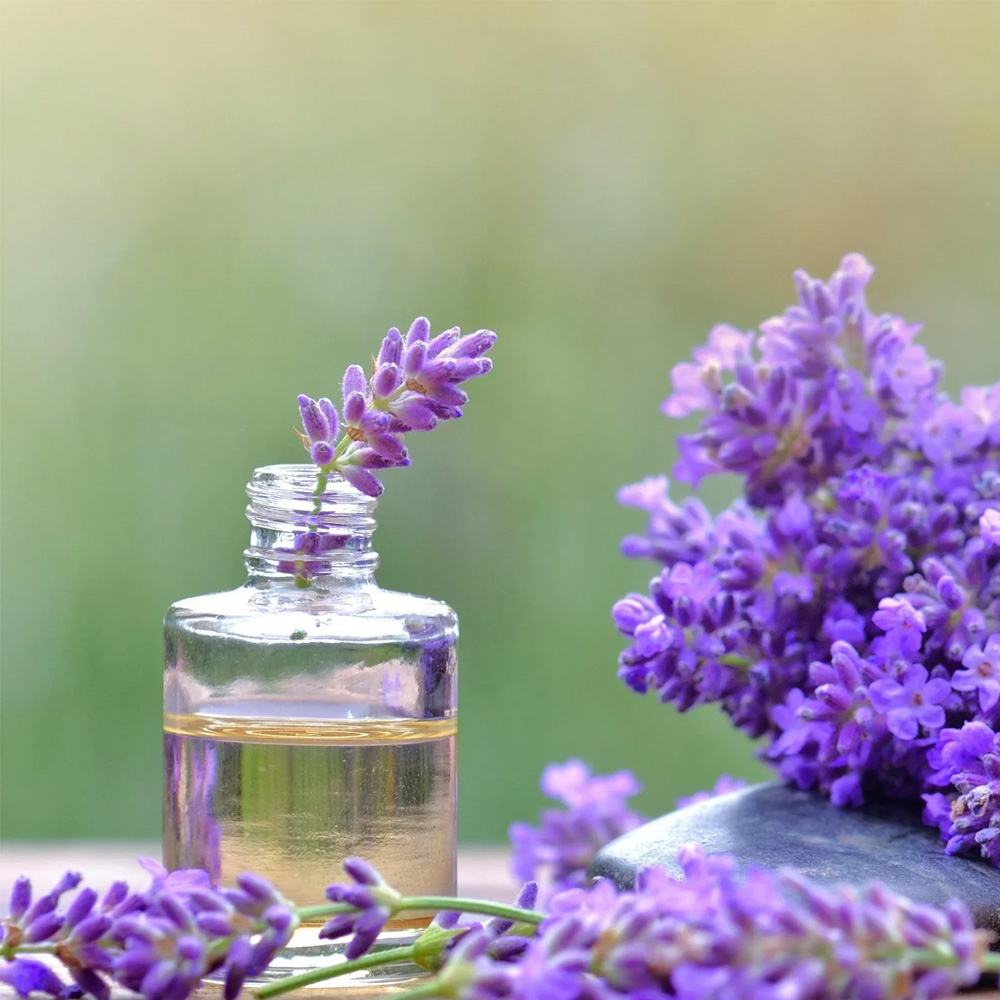 Spike Lavender Essential Oil