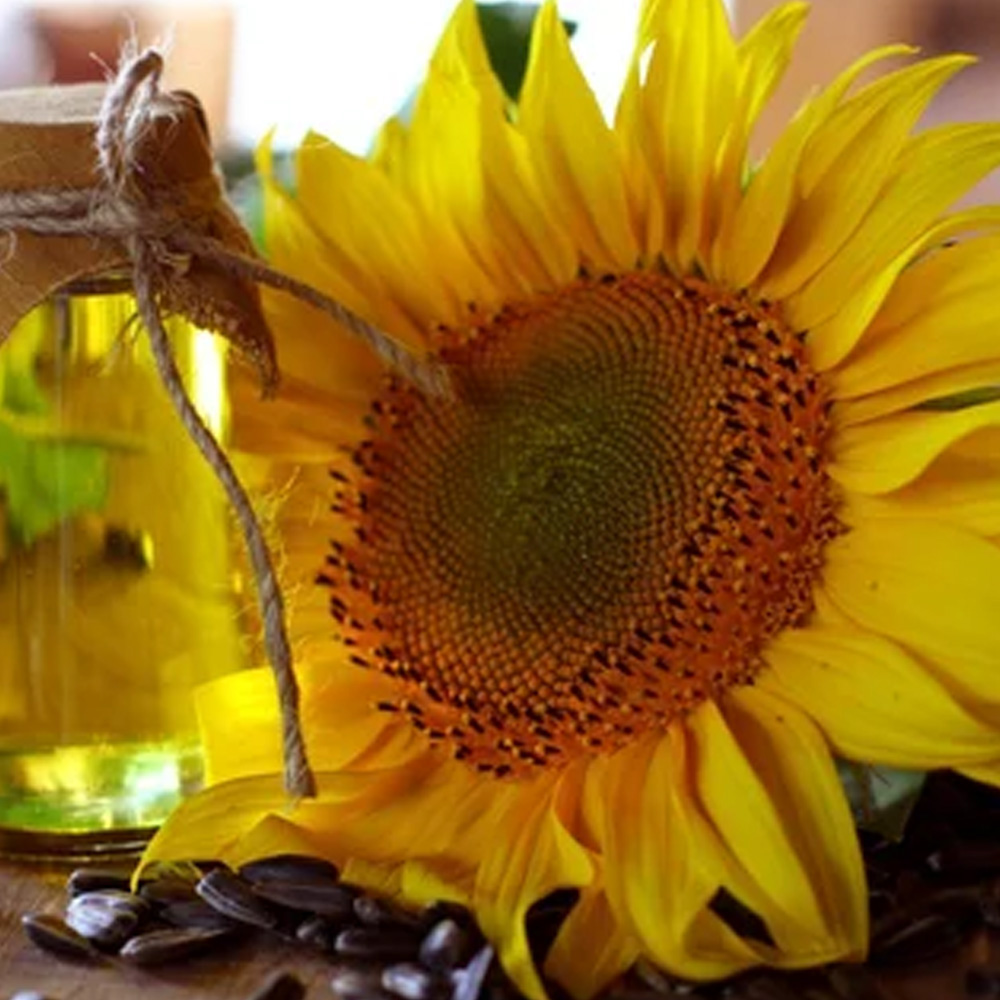 Sunflower Oil