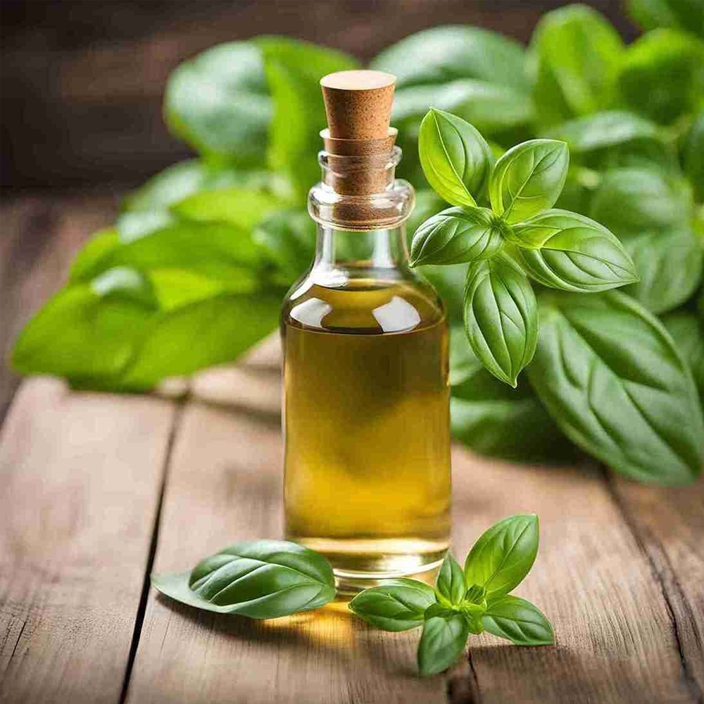 Sweet Basil Essential Oil
