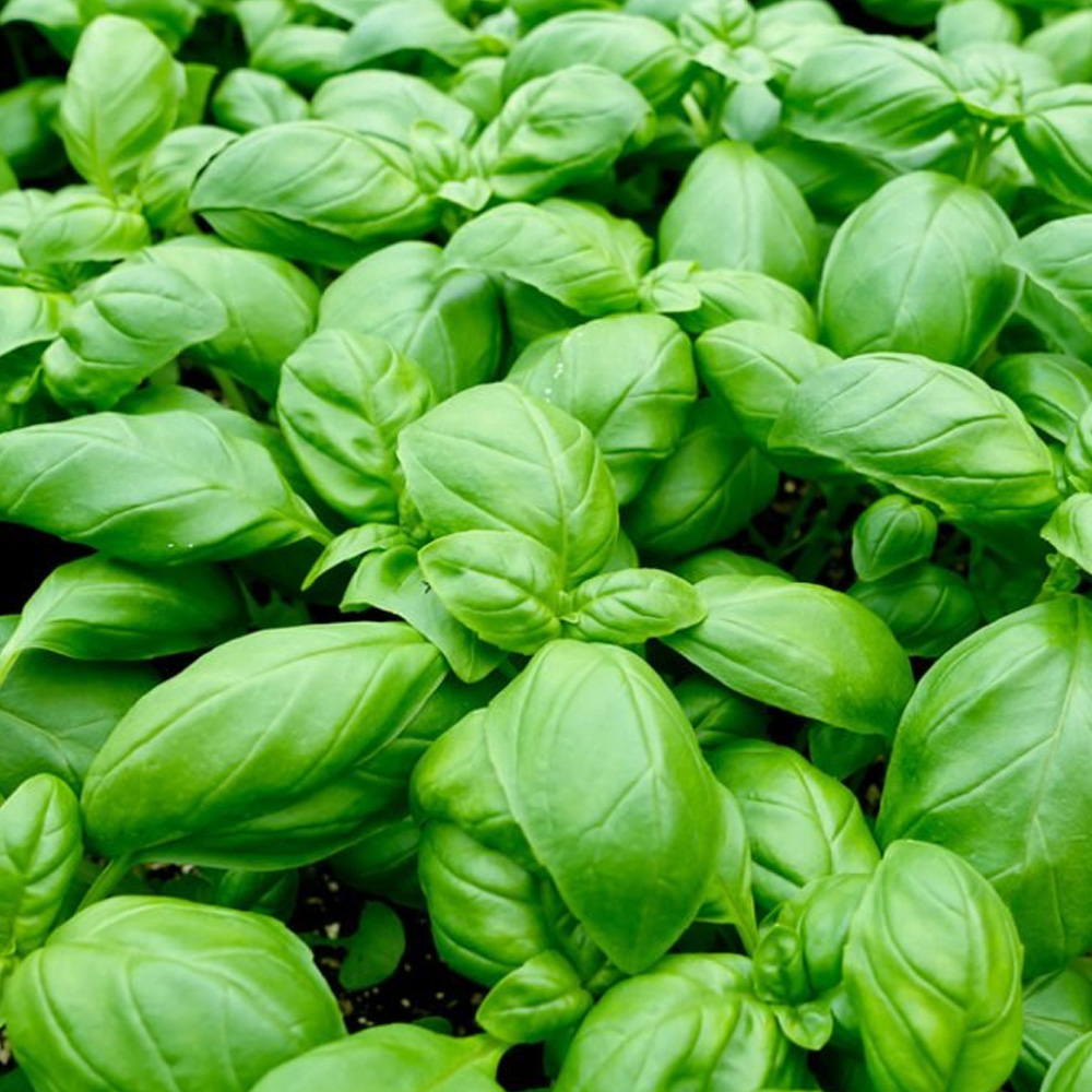 Sweet Basil Essential Oil