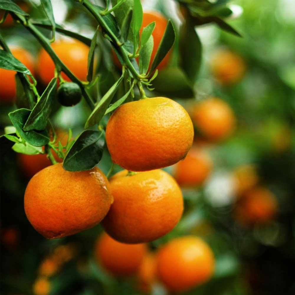 Tangerine Essential Oil