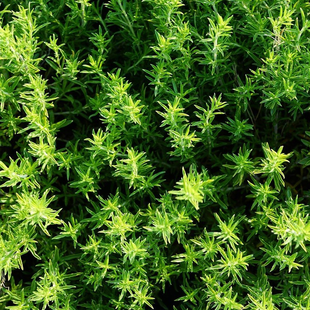 Thyme Essential Oil