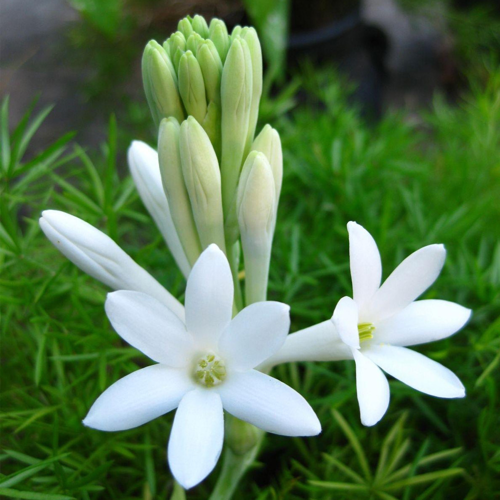 Tuberose Absolute