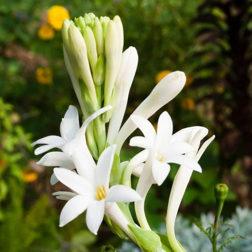 Tuberose Absolute