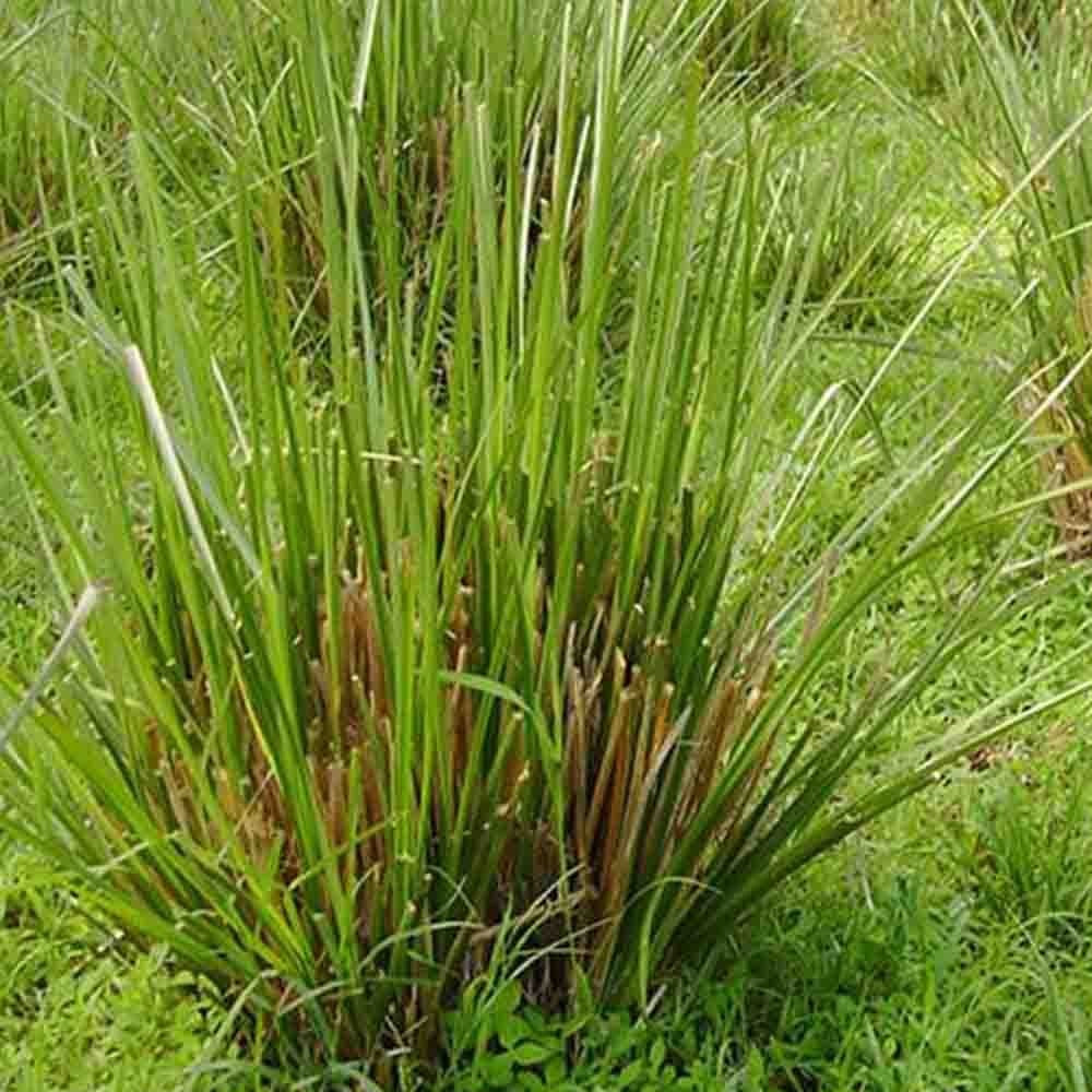 Vetiver Essential Oil