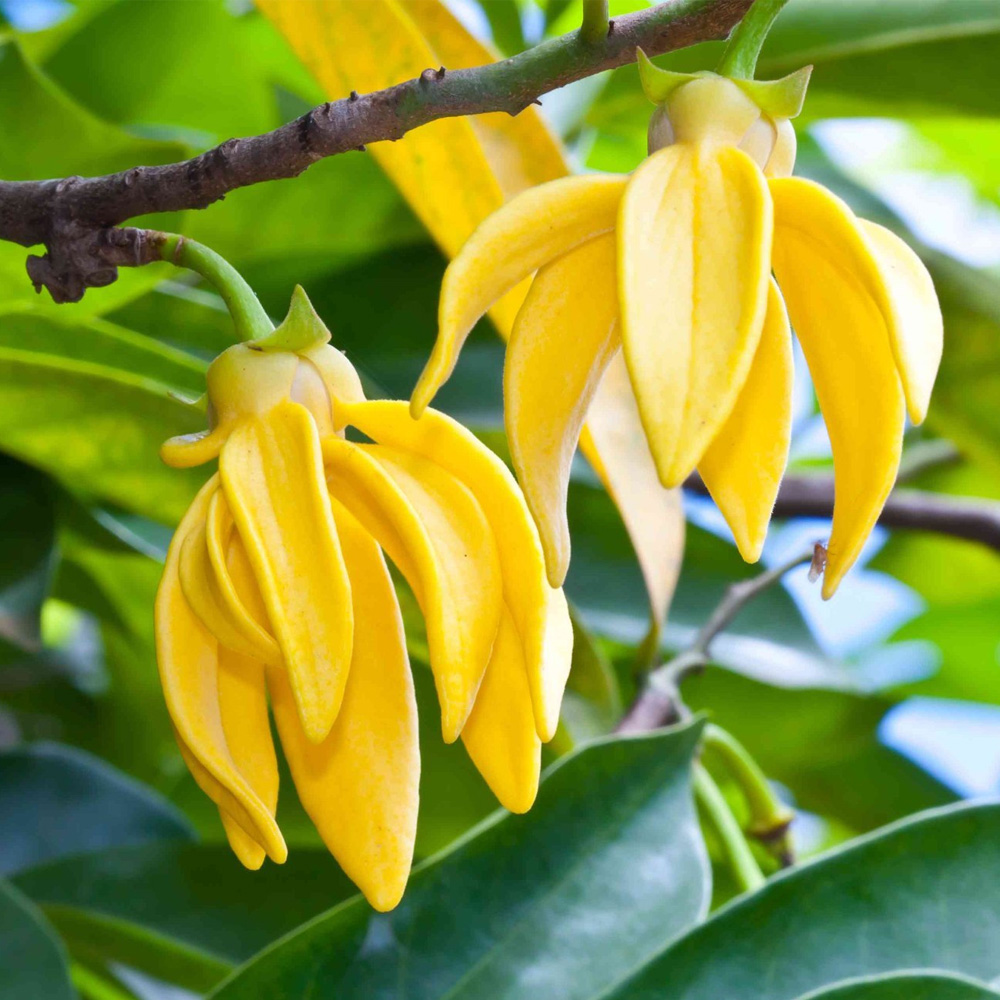 Ylang Ylang Essential Oil