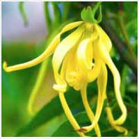 Ylang Ylang Oil